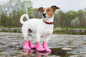 Vrste cipela za male pse, savjete pri odabiru Vrste cipela za male pse, savjete pri odabiru